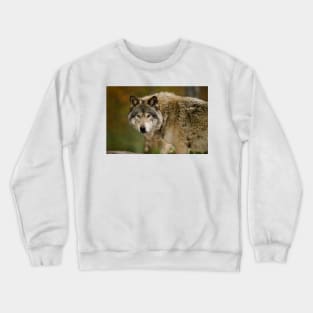 Gray Wolf Crewneck Sweatshirt